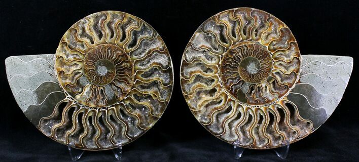 Split Agatized Ammonite - Crystal Pockets #21204